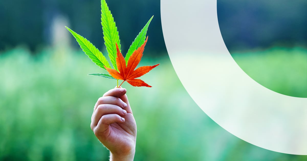 Recreational Cannabis — Where Do We Stand One Year On?